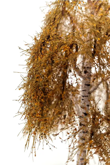 Autumn Birch Tree Model