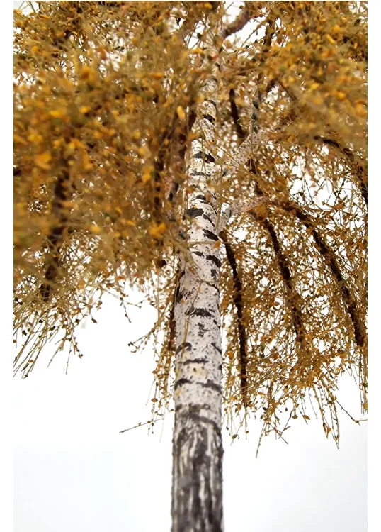 Autumn Birch Tree Model