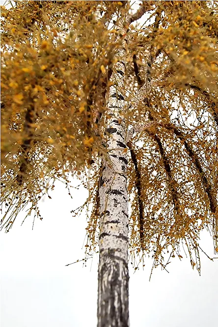 Autumn Birch Tree Model