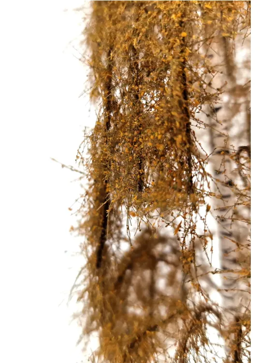 Autumn Birch Tree Model