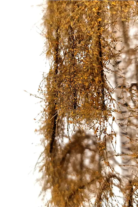 Autumn Birch Tree Model