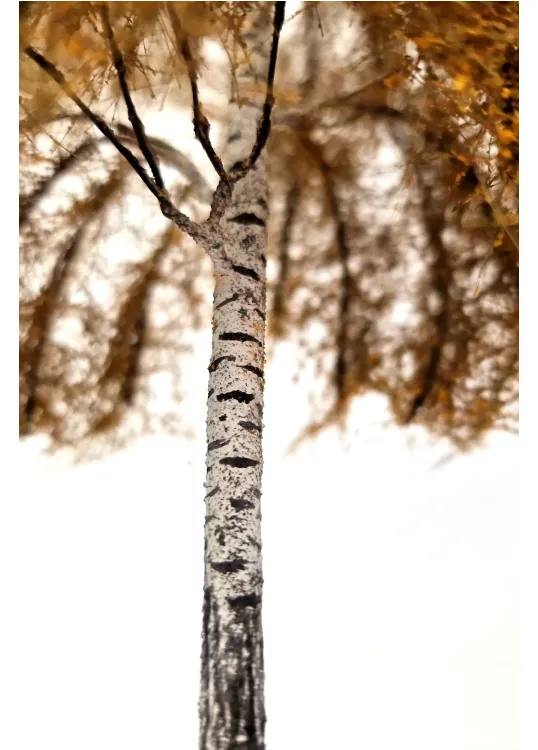 Autumn Birch Tree Model