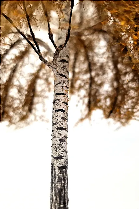 Autumn Birch Tree Model