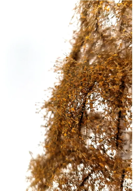Autumn Birch Tree Model