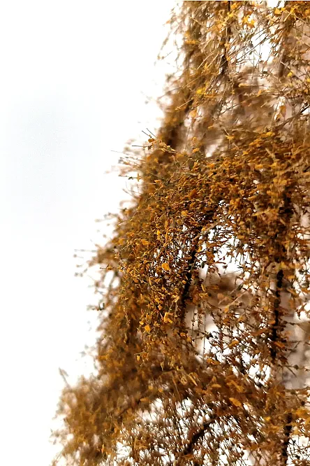 Autumn Birch Tree Model