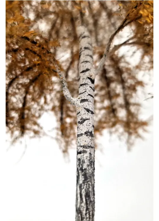 Autumn Birch Tree Model