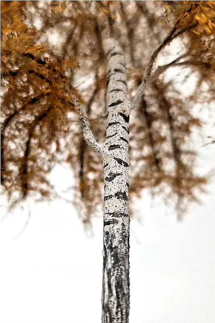 Autumn Birch Tree Model