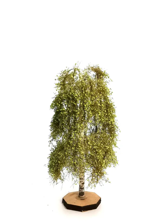 Birch Tree Model