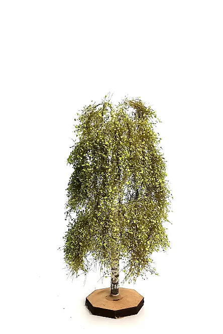Birch Tree Model