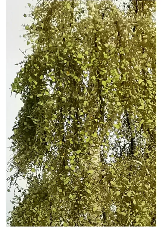 Birch Tree Model