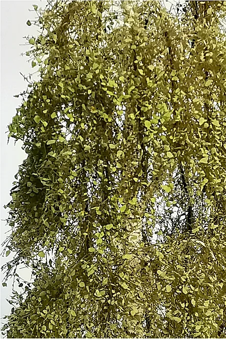 Birch Tree Model