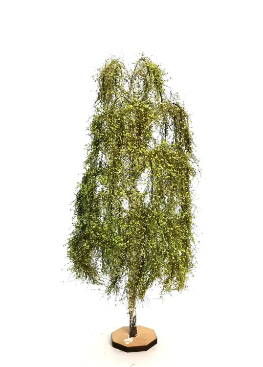 Birch Tree Model