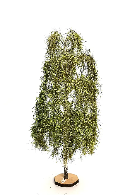 Birch Tree Model