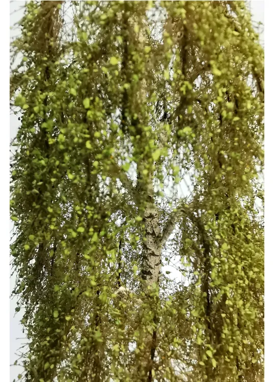 Birch Tree Model