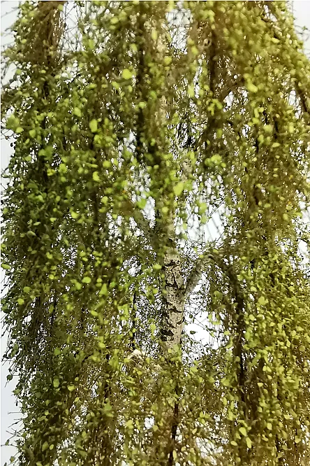 Birch Tree Model