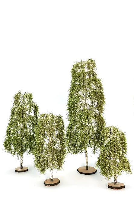 Birch Tree Model