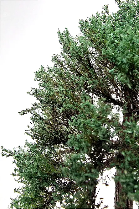 Chestnut Tree Model