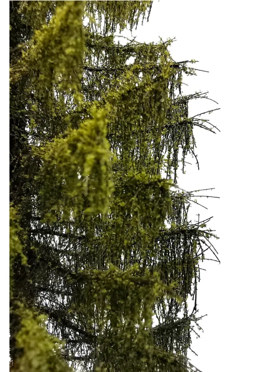 Larch Tree Model