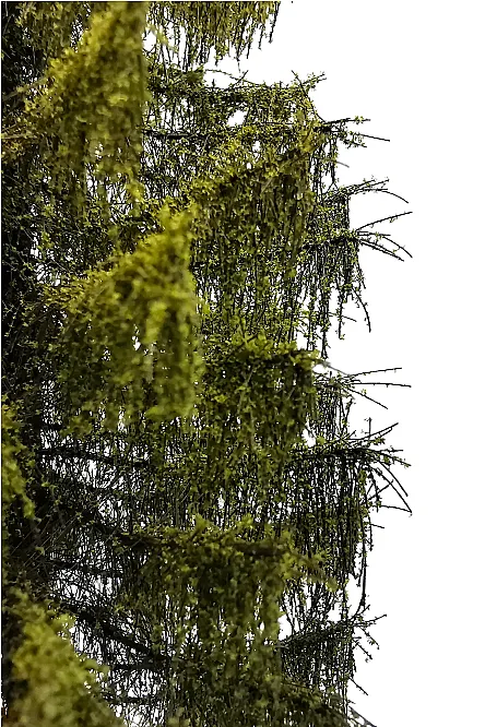 Larch Tree Model