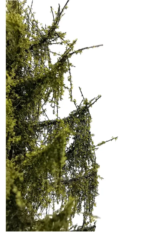 Larch Tree Model