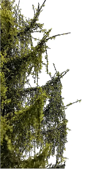 Larch Tree Model