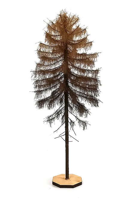 Dry Larch Tree Model