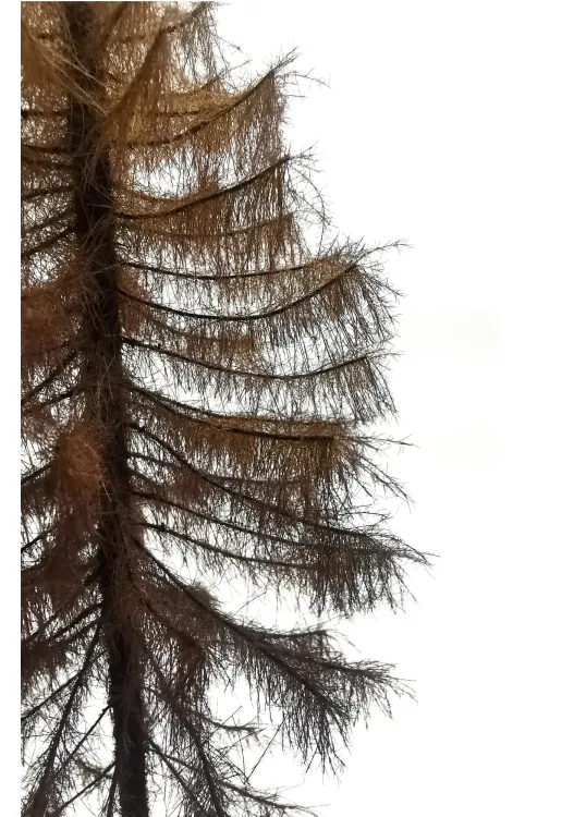 Dry Larch Tree Model