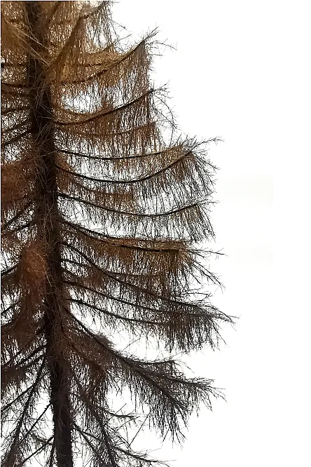 Dry Larch Tree Model