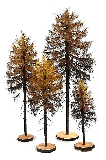 Dry Larch Tree Model