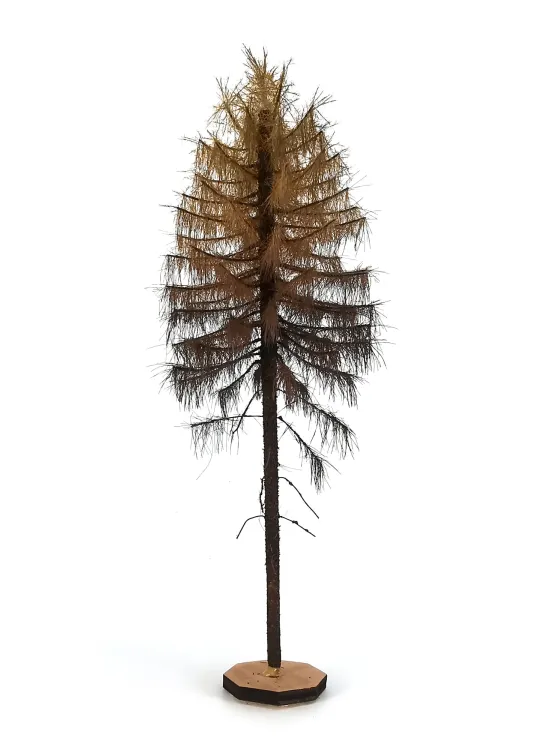 Dry Larch Tree Model