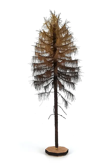 Dry Larch Tree Model