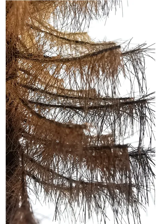Dry Larch Tree Model