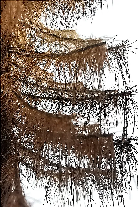 Dry Larch Tree Model