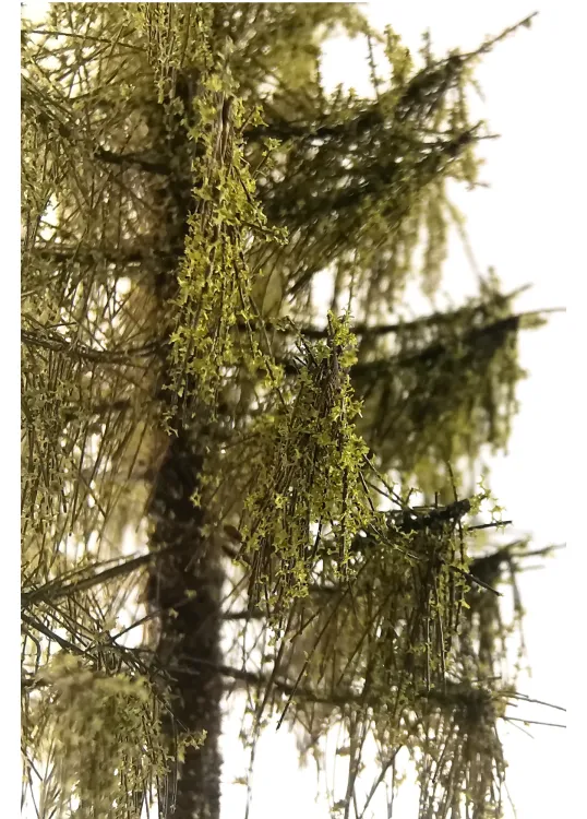 Forest Larch Tree Model 9-11 cm