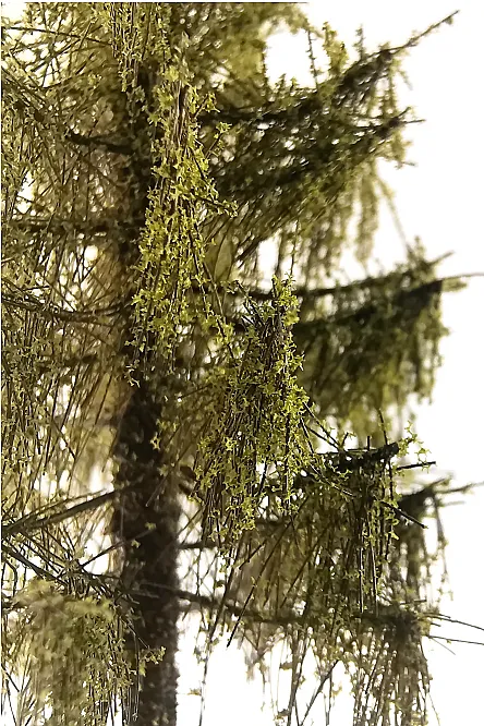 Forest Larch Tree Model 9-11 cm