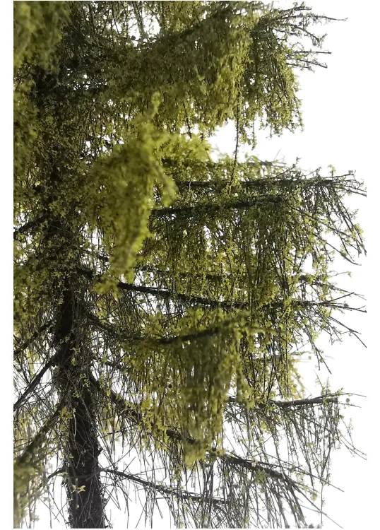 Forest Larch Tree Model