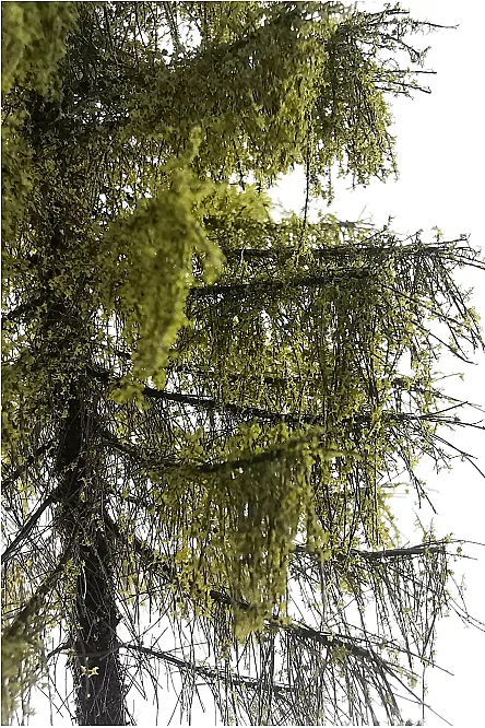Forest Larch Tree Model