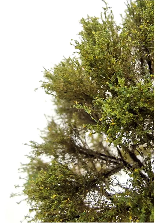 Oak Tree Model