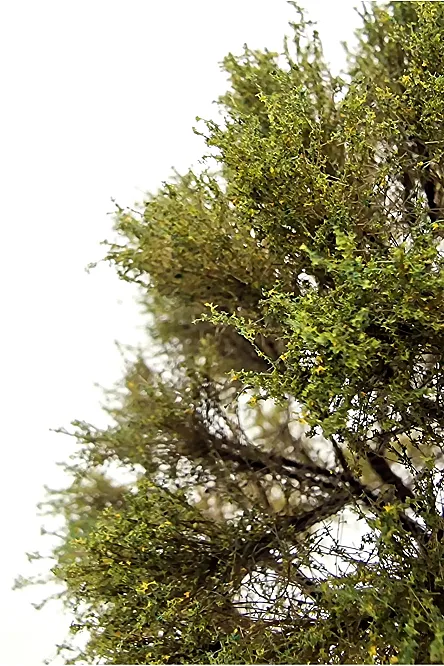 Oak Tree Model