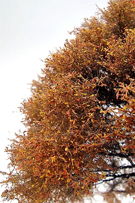 Autumn Oak Tree Model