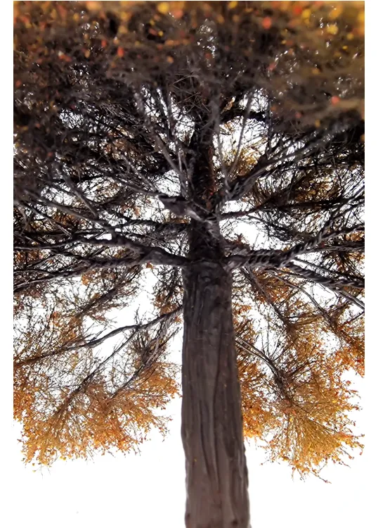 Autumn Oak Tree Model