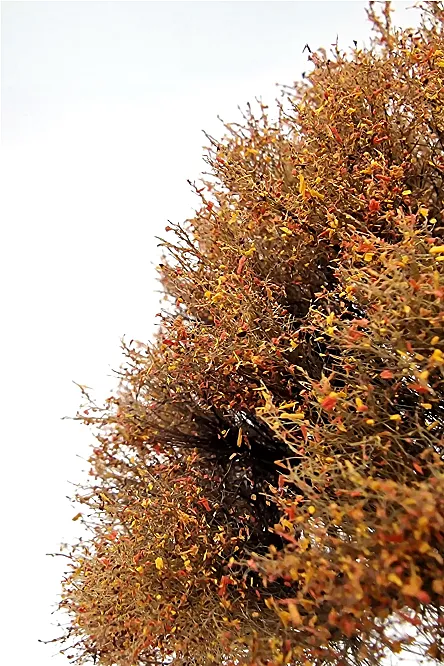Autumn Oak Tree Model