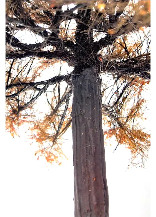 Autumn Oak Tree Model