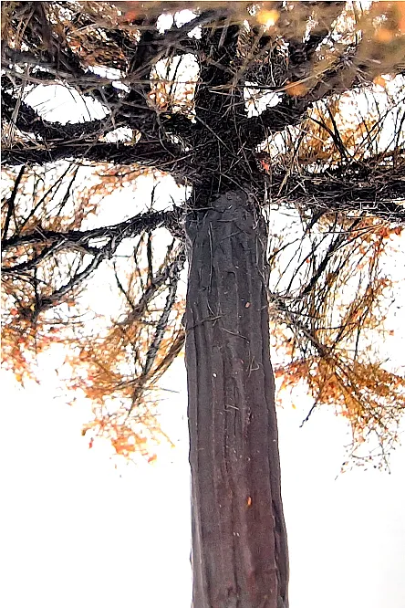 Autumn Oak Tree Model