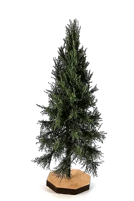 Spruce Tree Model