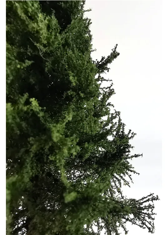 Spruce Tree Model