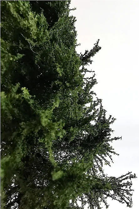 Spruce Tree Model