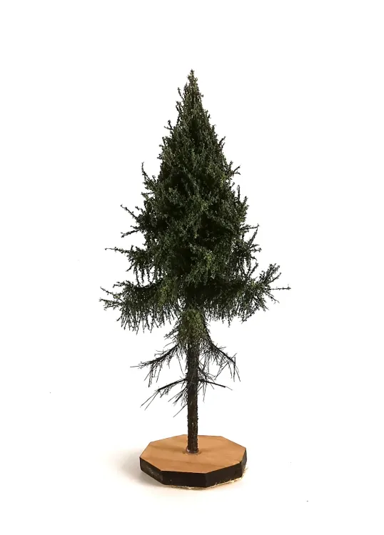 Forest Spruce Tree Model