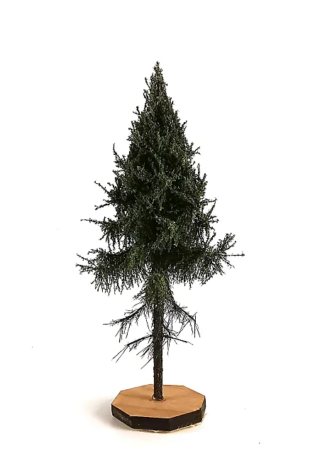 Forest Spruce Tree Model