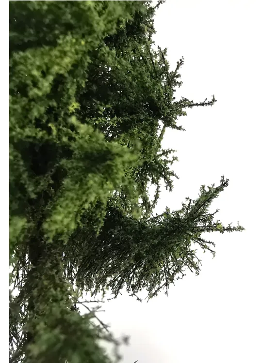 Forest Spruce Tree Model
